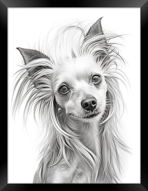 Chinese Crested Pencil Drawing Framed Print by K9 Art