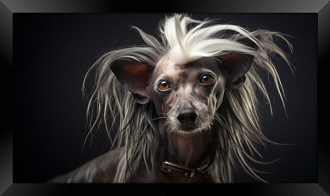 Chinese Crested Framed Print by K9 Art