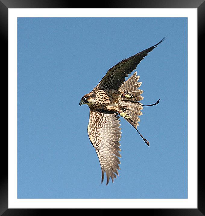 Falcon in flight Framed Mounted Print by Karen Roscoe