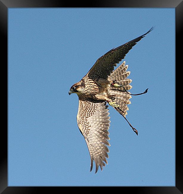 Falcon in flight Framed Print by Karen Roscoe