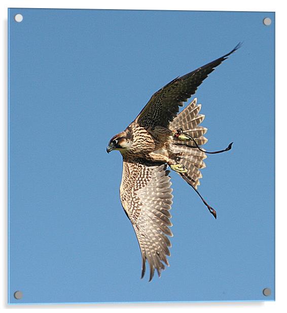 Falcon in flight Acrylic by Karen Roscoe
