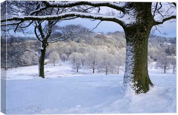 Snow covered trees in Lyme Park Canvas Print by David Barratt