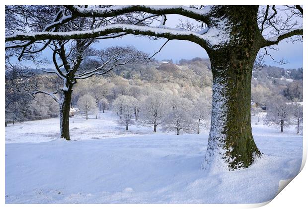 Snow covered trees in Lyme Park Print by David Barratt