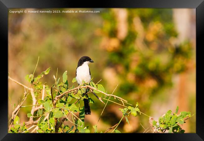 Long-Tailed Fiscal Framed Print by Howard Kennedy