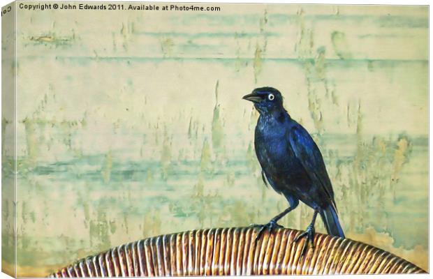 The Grackle Canvas Print by John Edwards