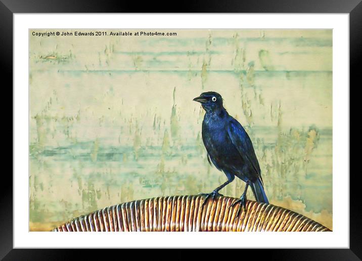 The Grackle Framed Mounted Print by John Edwards