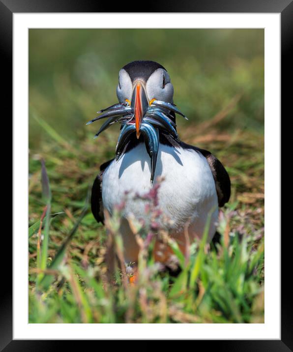 Puffin Framed Mounted Print by Barry Maytum
