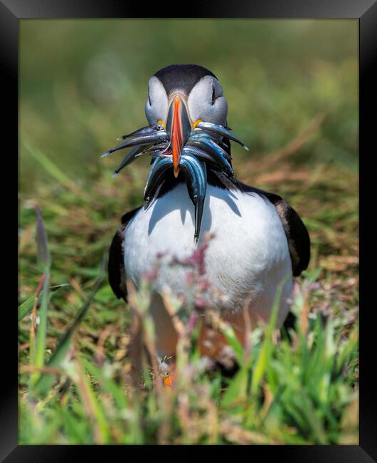Puffin Framed Print by Barry Maytum