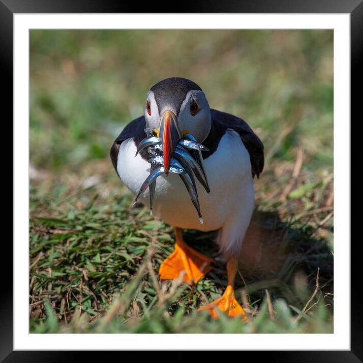 Puffin Framed Mounted Print by Barry Maytum