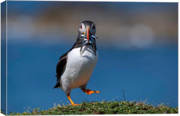 Dancing Puffin Canvas Print by Barry Maytum