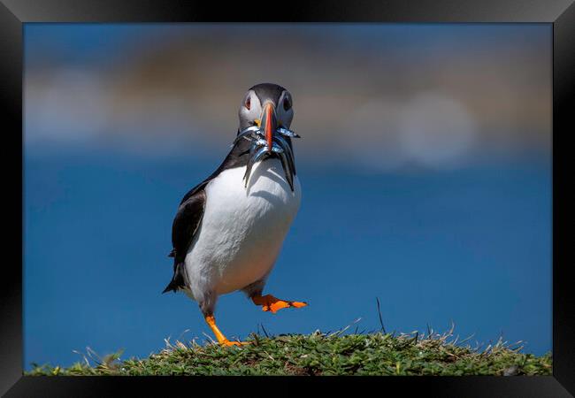 Dancing Puffin Framed Print by Barry Maytum