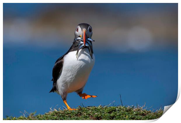 Dancing Puffin Print by Barry Maytum