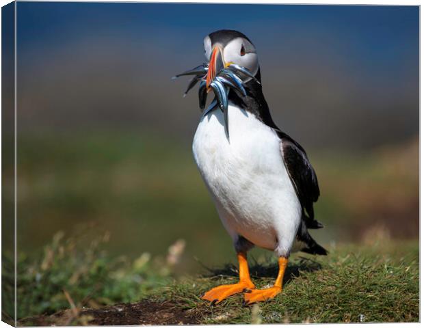 Puffin Canvas Print by Barry Maytum