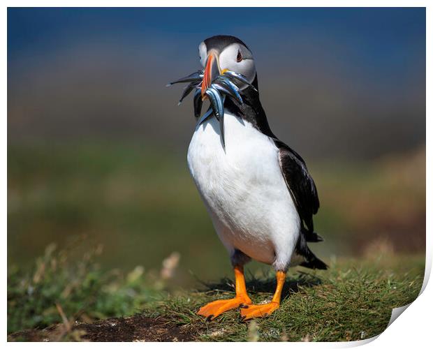 Puffin Print by Barry Maytum