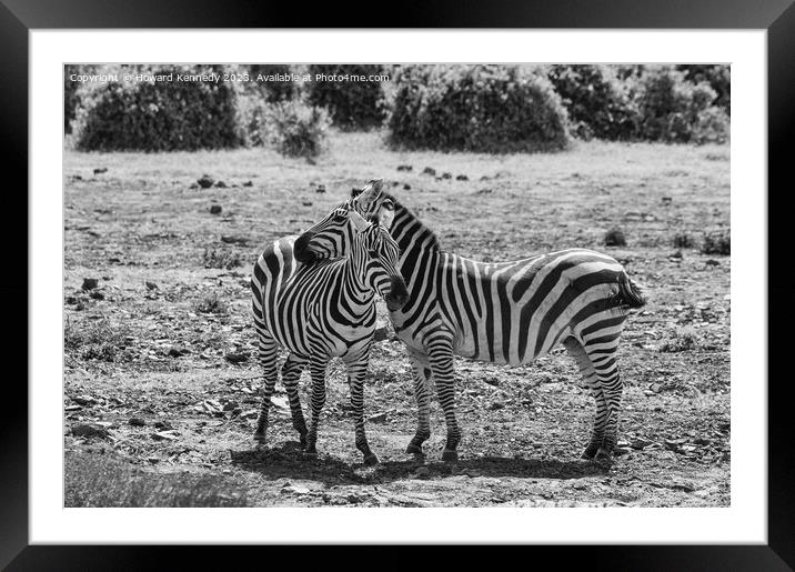 Burchell's Zebra in black and white Framed Mounted Print by Howard Kennedy