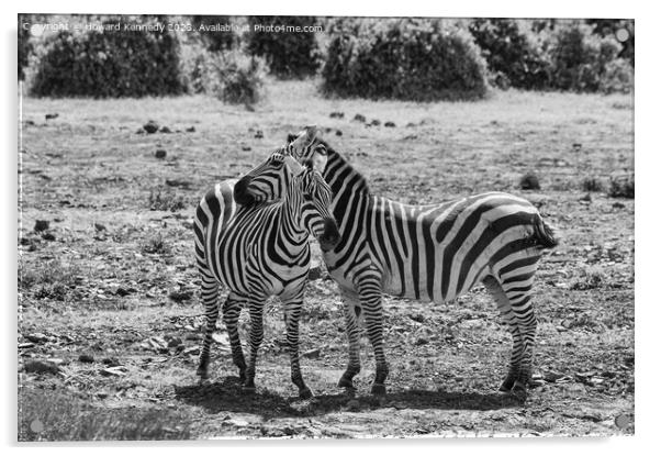 Burchell's Zebra in black and white Acrylic by Howard Kennedy