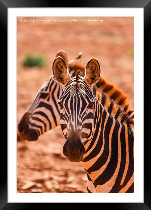 Burchell's Zebra close-up Framed Mounted Print by Howard Kennedy