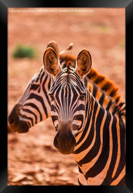Burchell's Zebra close-up Framed Print by Howard Kennedy