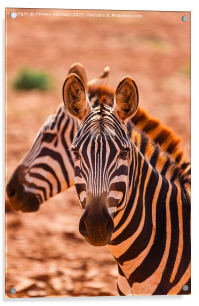 Burchell's Zebra close-up Acrylic by Howard Kennedy