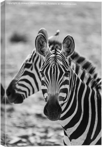 Burchell's Zebra close-up in black and white Canvas Print by Howard Kennedy