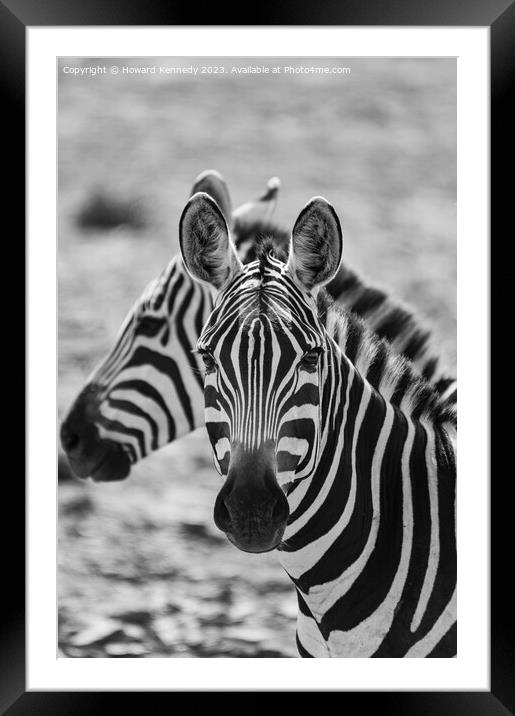 Burchell's Zebra close-up in black and white Framed Mounted Print by Howard Kennedy