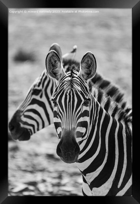 Burchell's Zebra close-up in black and white Framed Print by Howard Kennedy