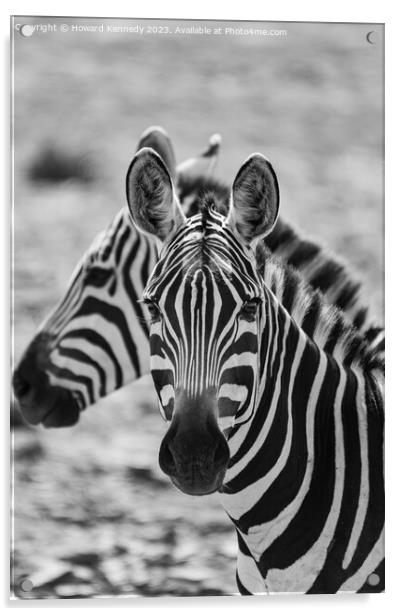Burchell's Zebra close-up in black and white Acrylic by Howard Kennedy