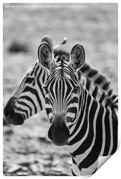 Burchell's Zebra close-up in black and white Print by Howard Kennedy