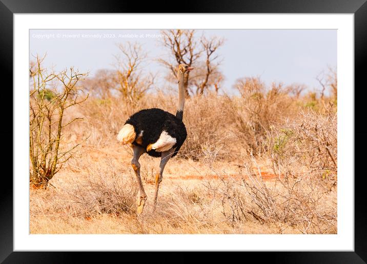 Male Somali Ostrich Framed Mounted Print by Howard Kennedy