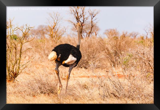 Male Somali Ostrich Framed Print by Howard Kennedy