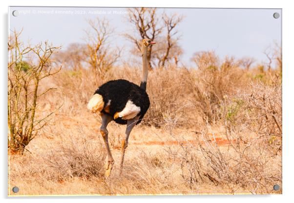 Male Somali Ostrich Acrylic by Howard Kennedy