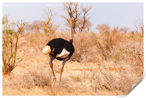 Male Somali Ostrich Print by Howard Kennedy
