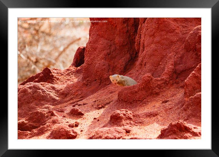 Dwarf Mongoose in Termite mound Framed Mounted Print by Howard Kennedy