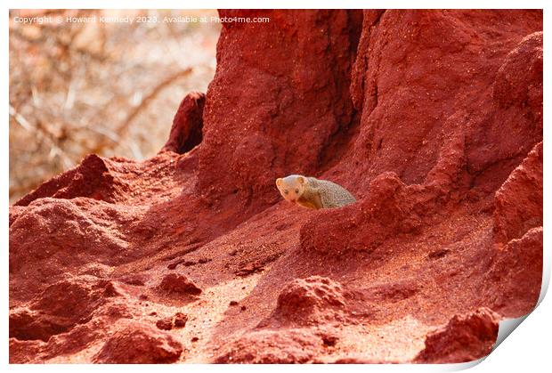Dwarf Mongoose in Termite mound Print by Howard Kennedy