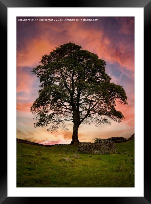 Sycamore Gap Tree  Framed Mounted Print by K7 Photography