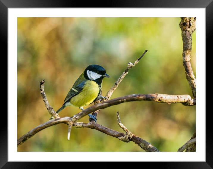 Great Tit (Parus major) in a Autumn Garden. Framed Mounted Print by Colin Allen
