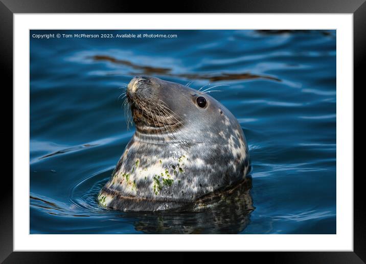 Common Seal swimming in Burghead harbour Framed Mounted Print by Tom McPherson