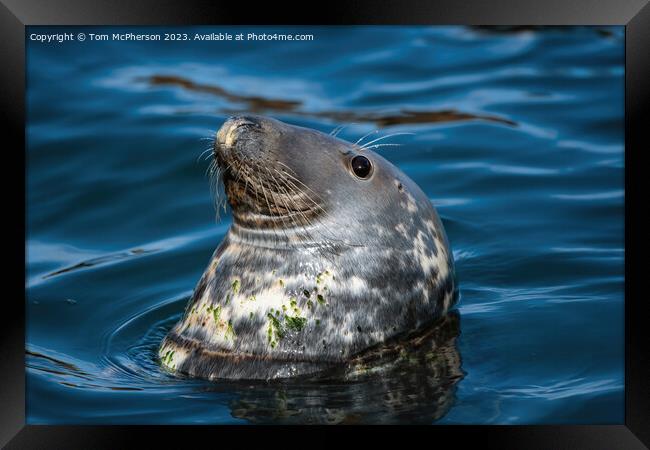 Common Seal swimming in Burghead harbour Framed Print by Tom McPherson