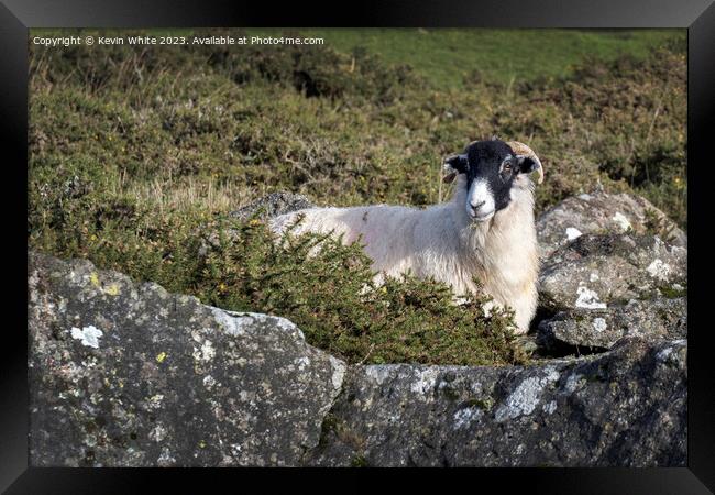 Black headed sheep sheilding from the harsh winds behind a rock Framed Print by Kevin White