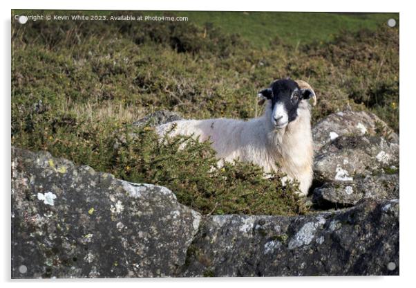 Black headed sheep sheilding from the harsh winds behind a rock Acrylic by Kevin White