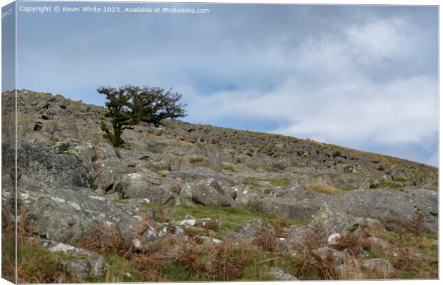 Tree surviving on the harsh Dartmoor landscape Canvas Print by Kevin White