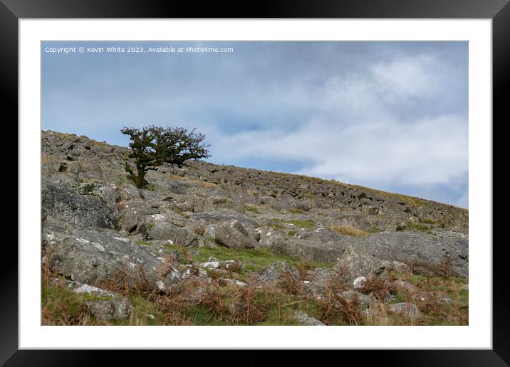 Tree surviving on the harsh Dartmoor landscape Framed Mounted Print by Kevin White