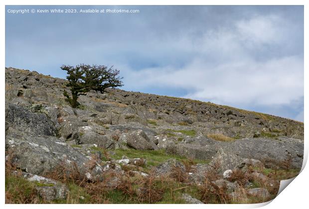 Tree surviving on the harsh Dartmoor landscape Print by Kevin White