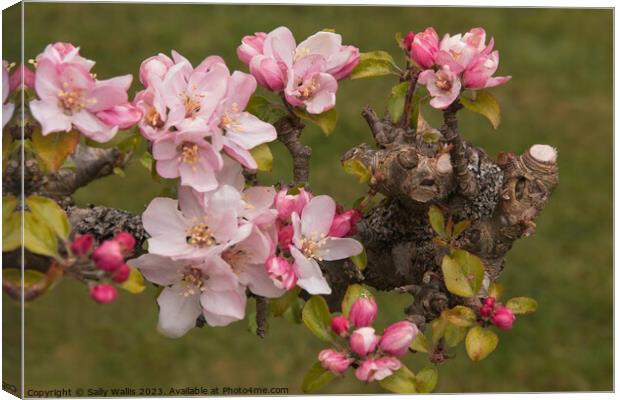 Apple Blossom on Pruned Branch Canvas Print by Sally Wallis