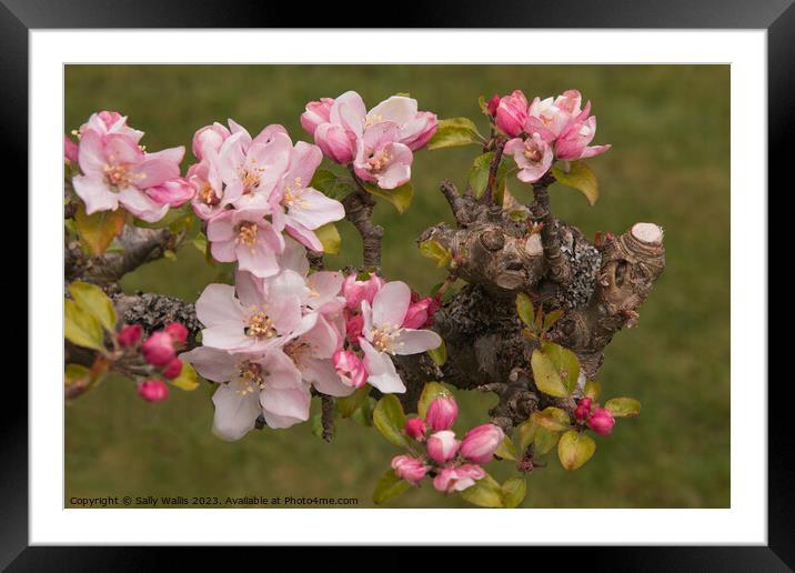 Apple Blossom on Pruned Branch Framed Mounted Print by Sally Wallis