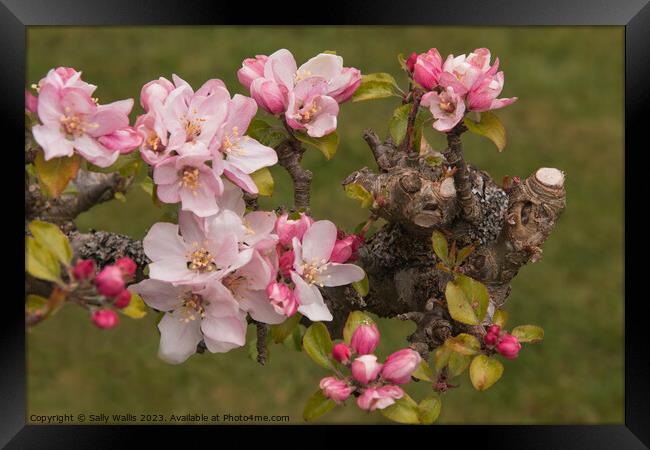 Apple Blossom on Pruned Branch Framed Print by Sally Wallis