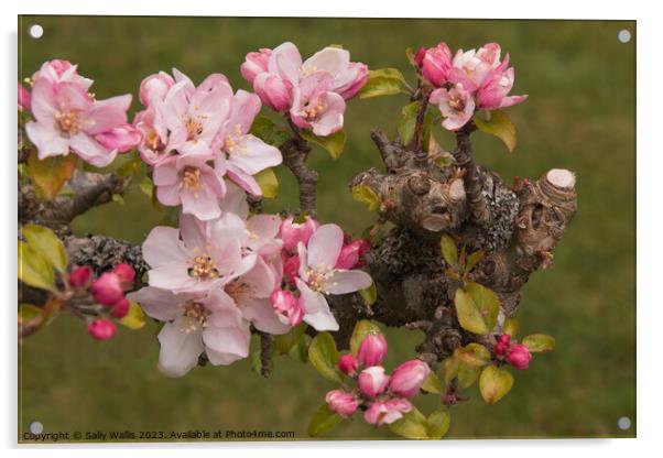 Apple Blossom on Pruned Branch Acrylic by Sally Wallis