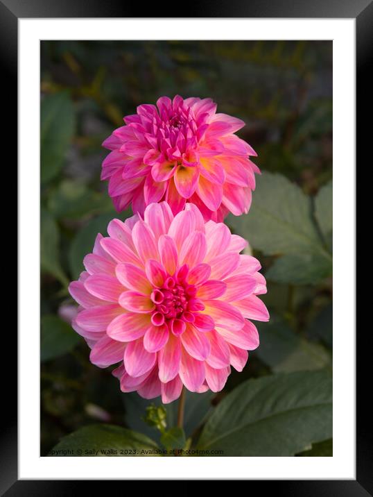Pink Dahlias Framed Mounted Print by Sally Wallis