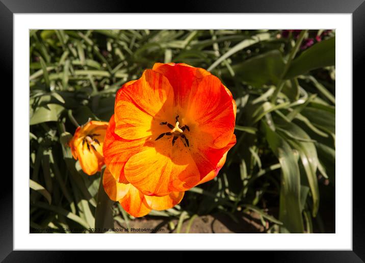 Orange Poppy Framed Mounted Print by Sally Wallis