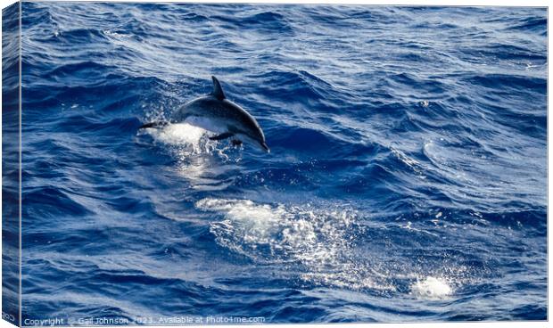 Spotted Dolphins leaping out of the ocean in front of the ship Canvas Print by Gail Johnson